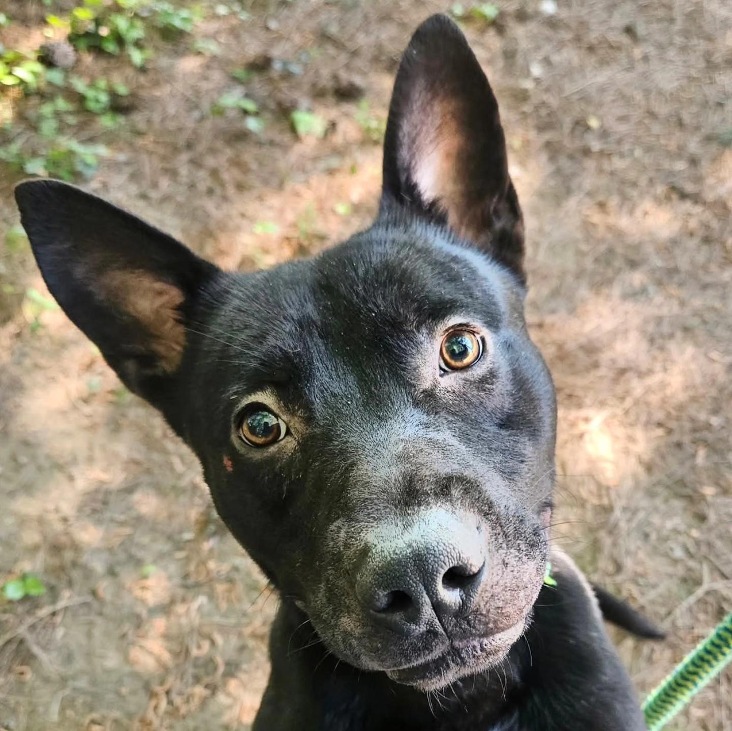 Enlarge Ziggy, a ADOPTABLE mixed breed in Powder Springs, GA image 1/1