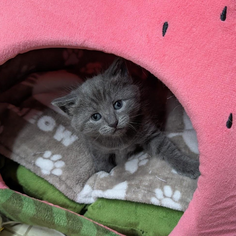 Ember, Baby Female Domestic Short Hair