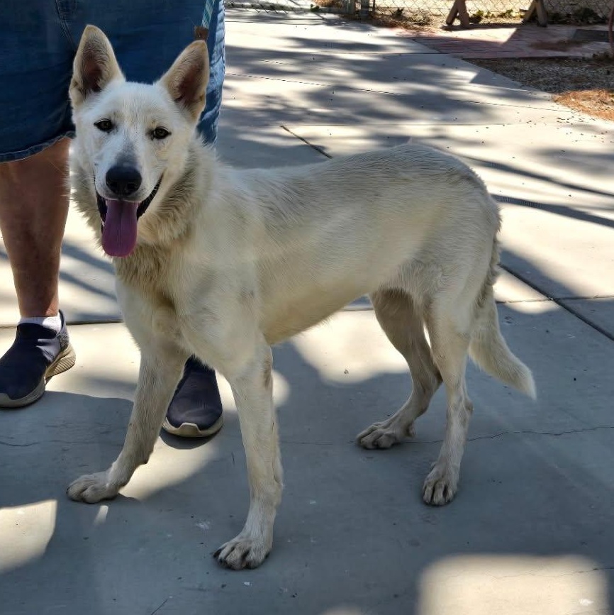 Caspar (aka "Cass" or "Cassie"), a Adoptable German Shepherd Dog in Phoenix, AZ image 3/4