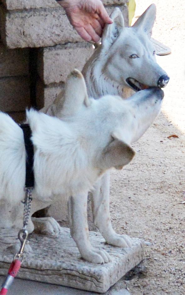 Caspar (aka "Cass" or "Cassie"), a Adoptable German Shepherd Dog in Phoenix, AZ image 1/4