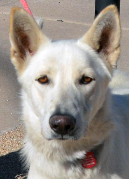 Caspar (aka "Cass" or "Cassie"), Adoptable, Adult Female German Shepherd Dog.