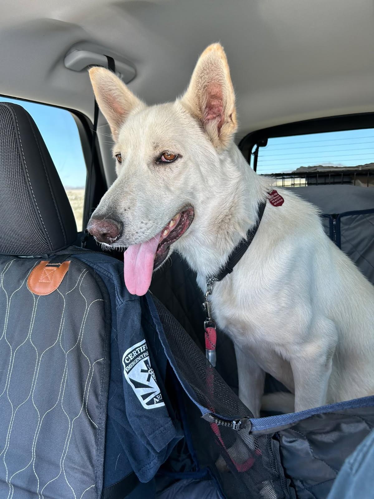 Caspar (aka "Cass" or "Cassie"), a Adoptable German Shepherd Dog in Phoenix, AZ image 4/4