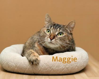 Enlarge Maggie, a Adoptable mixed breed in Parma, OH image 1/1