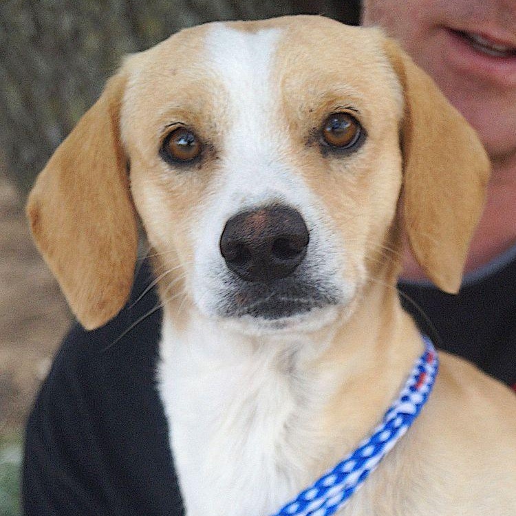 Enlarge Virgil, a ADOPTABLE Jack Russell Terrier in Carrollton, TX image 1/2