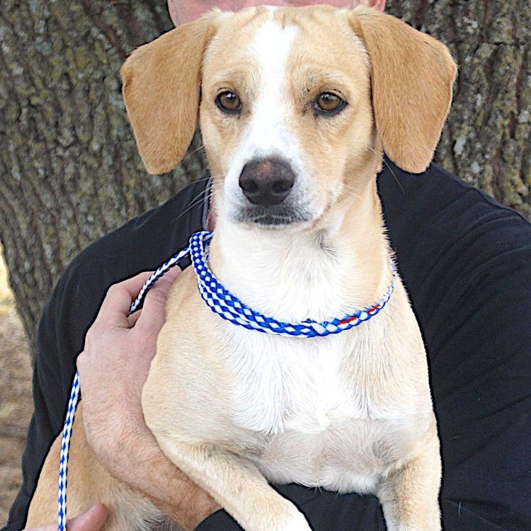 Enlarge Virgil, a ADOPTABLE Jack Russell Terrier in Carrollton, TX image 2/2