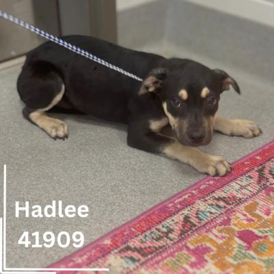Hadlee and Hallie 2