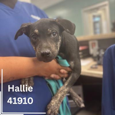 Hadlee and Hallie 1