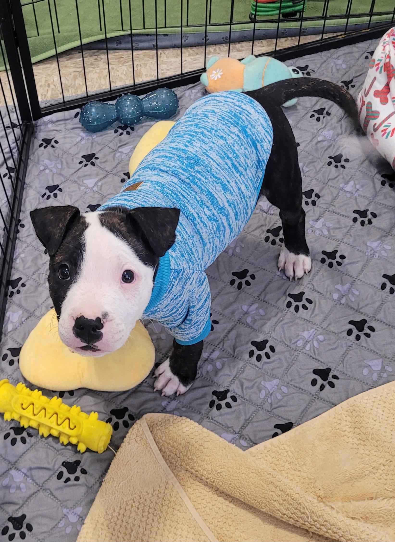 Enlarge Waylon, an adopted mixed breed in Reseda, CA image 3/3