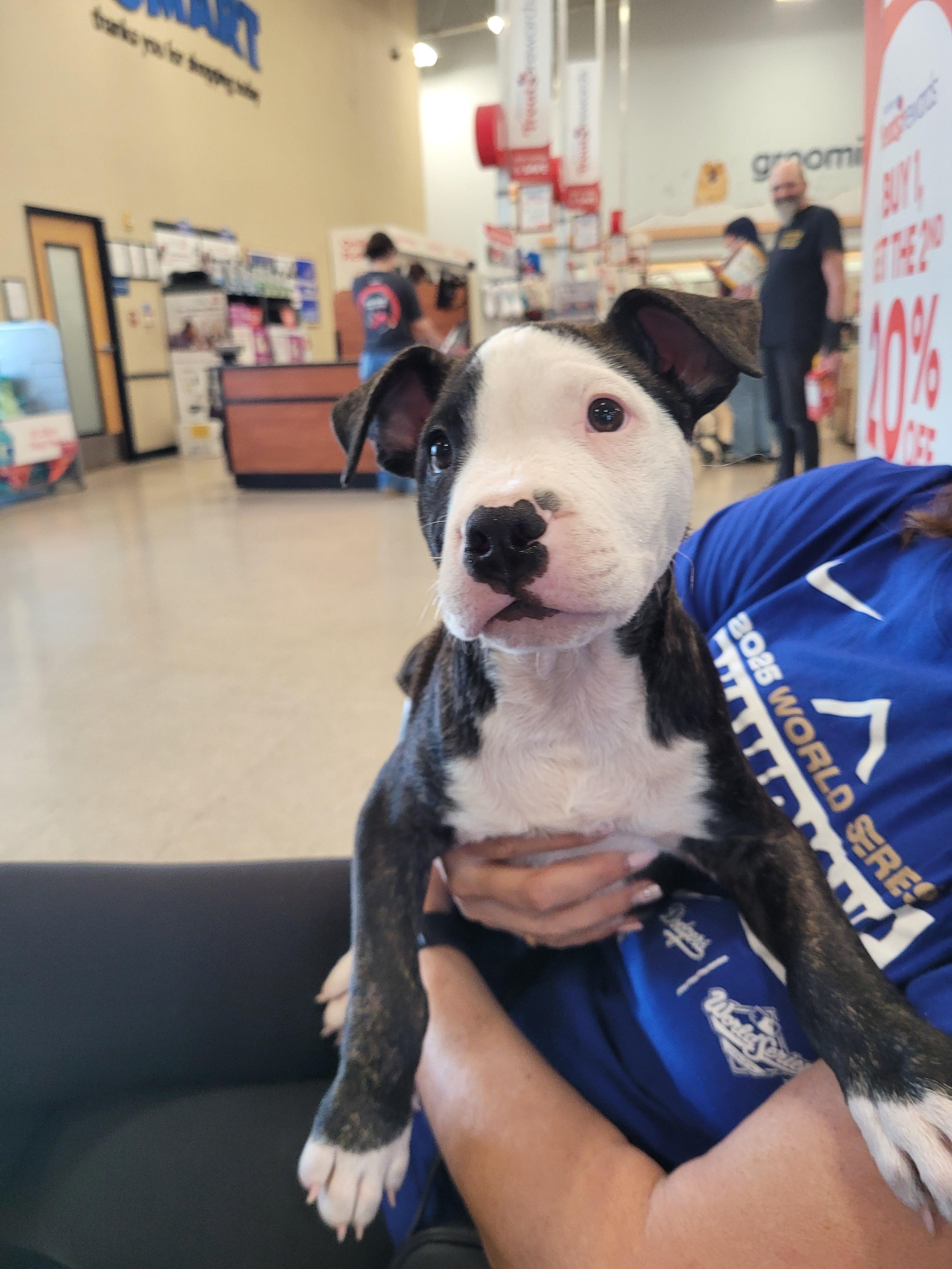 Enlarge Waylon, an adopted mixed breed in Reseda, CA image 2/3