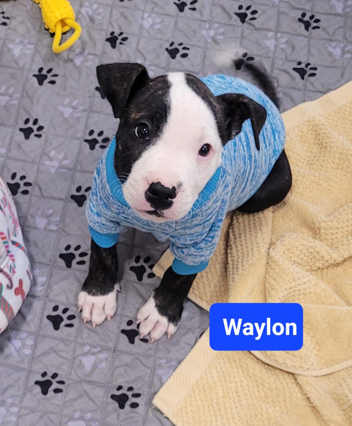 Waylon, adopted, Puppy Male Pit Bull Terrier.