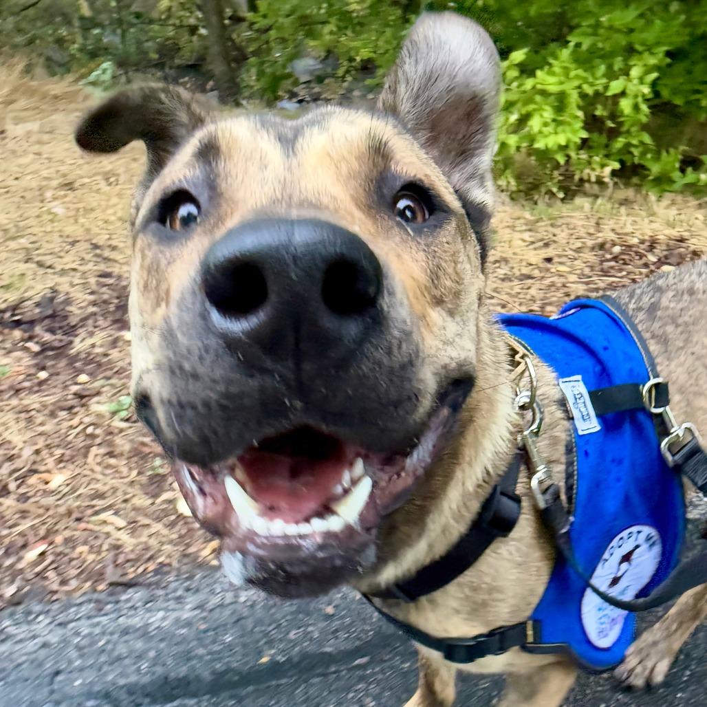 Enlarge Pedrito, a Adoptable Mixed Breed in Murray, UT image 1/5