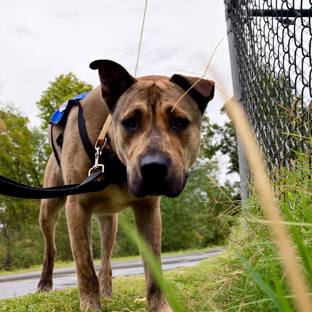 Enlarge Pedrito, a Adoptable Mixed Breed in Murray, UT image 2/5
