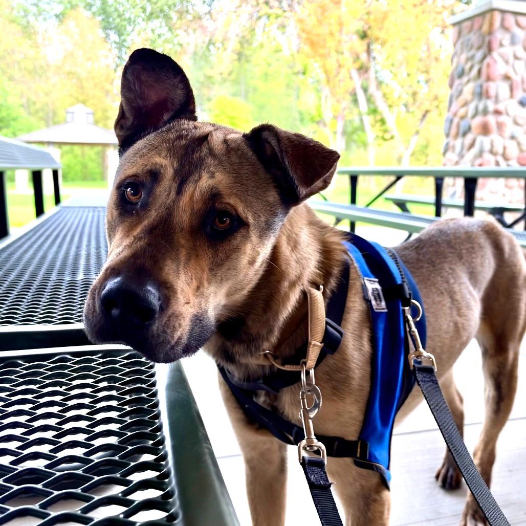 Enlarge Pedrito, a Adoptable Mixed Breed in Murray, UT image 3/5