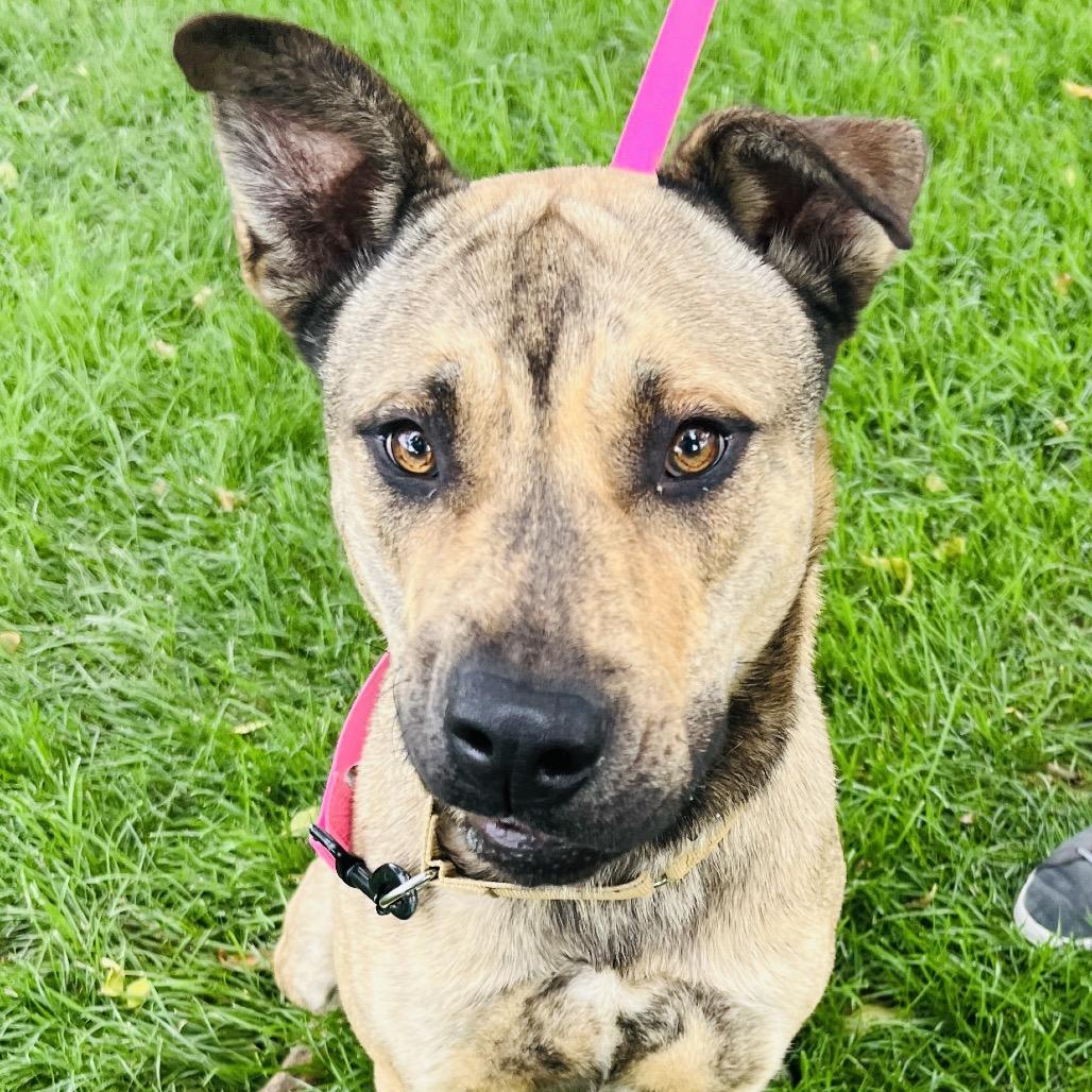 Enlarge Pedrito, a Adoptable Mixed Breed in Murray, UT image 4/5