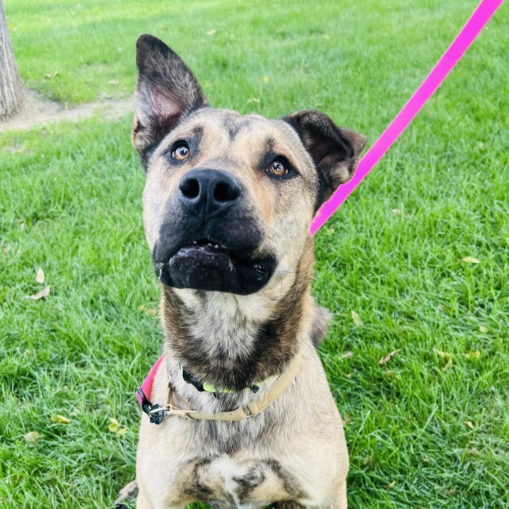 Enlarge Pedrito, a Adoptable Mixed Breed in Murray, UT image 5/5
