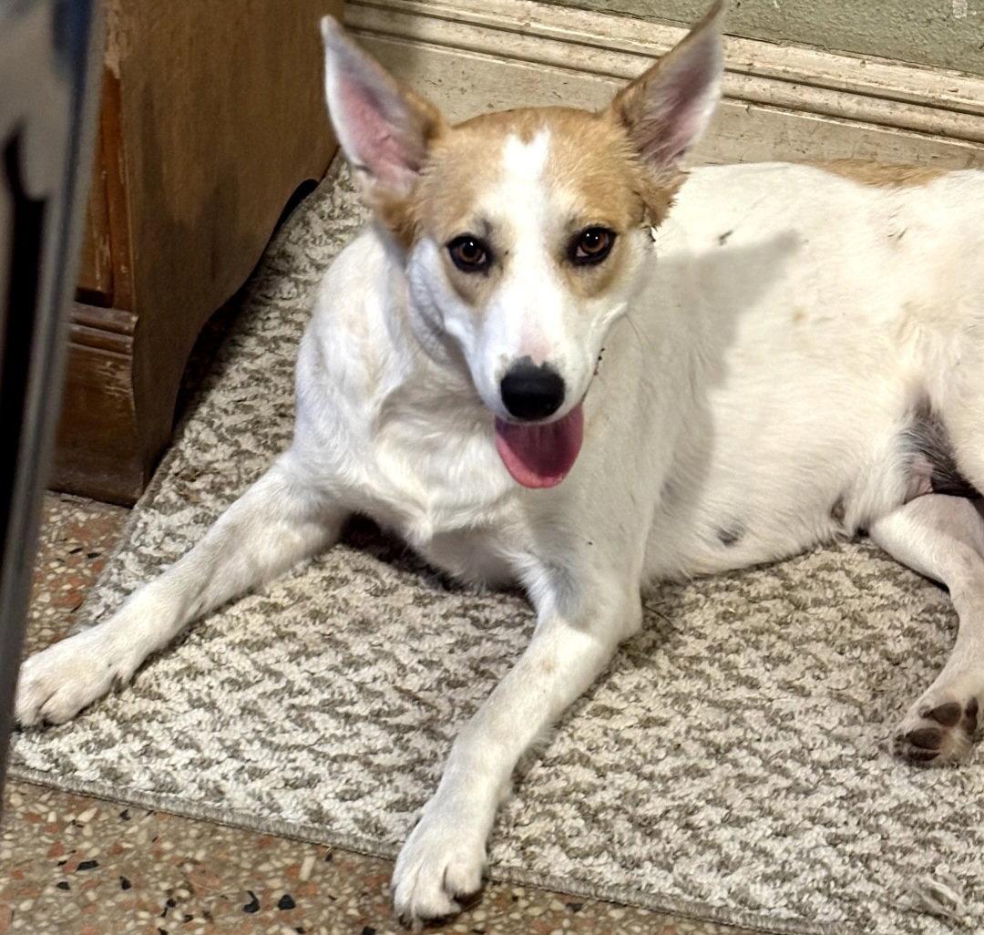 Enlarge Sunshine FH, a Adoptable mixed breed in Sanford, FL image 2/3