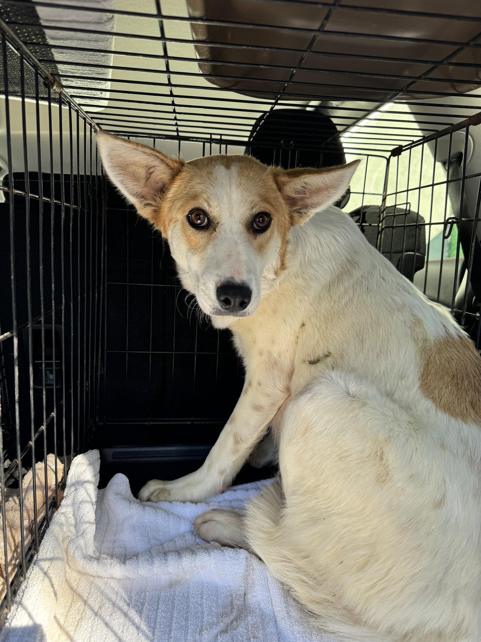 Sunshine FH, a Adoptable mixed breed in Sanford, FL image 2/2