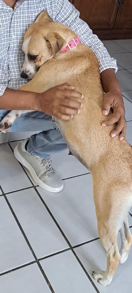 Enlarge Maddie, a Adopted mixed breed in Staten Island , NY image 5/6