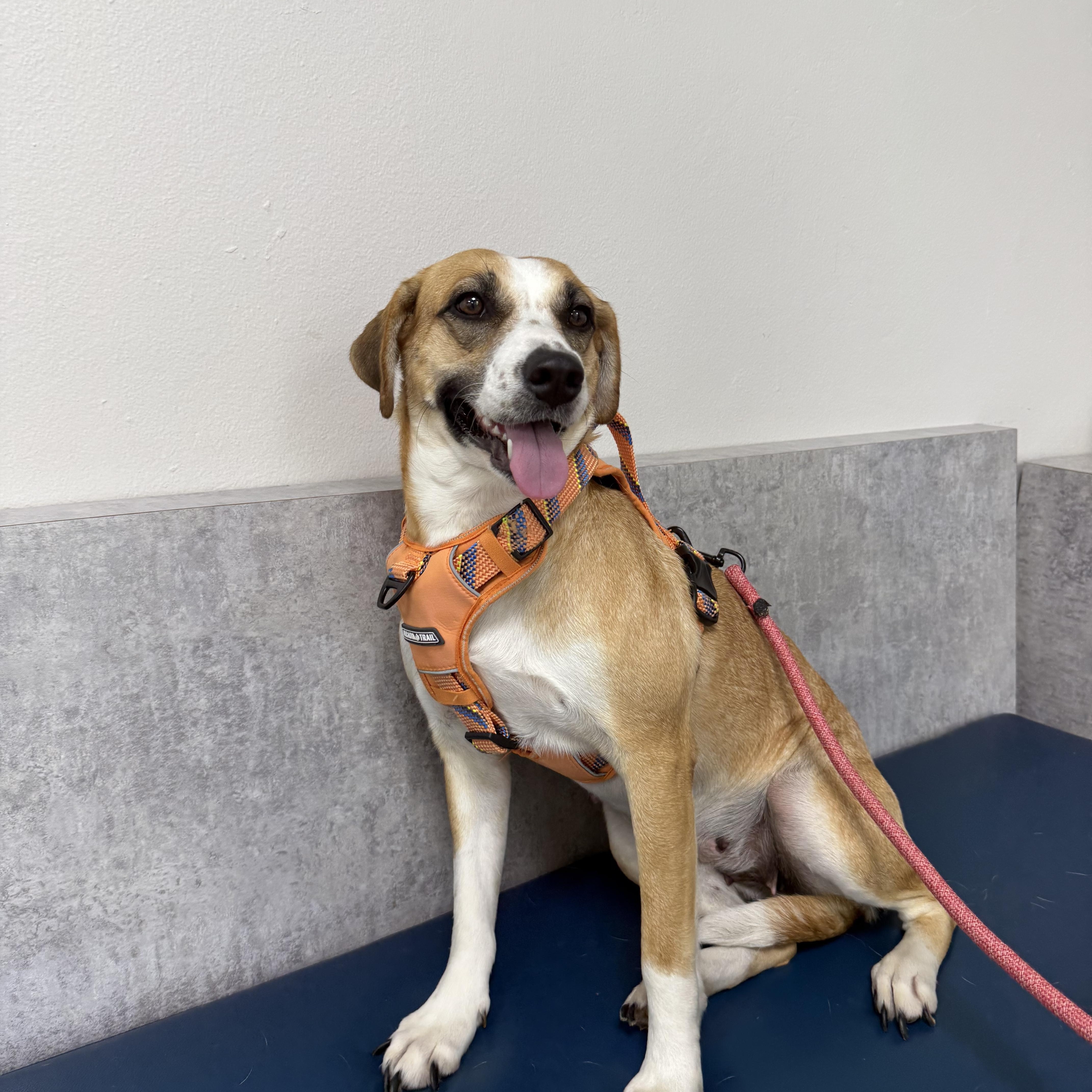 Maddie, Adopted, Young Female Labrador Retriever.