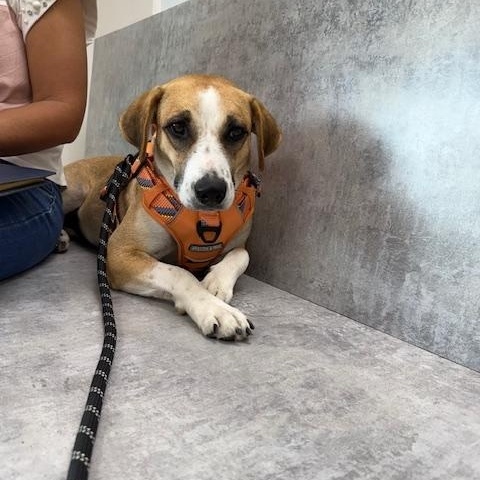 Enlarge Maddie, a Adopted mixed breed in Staten Island , NY image 6/6