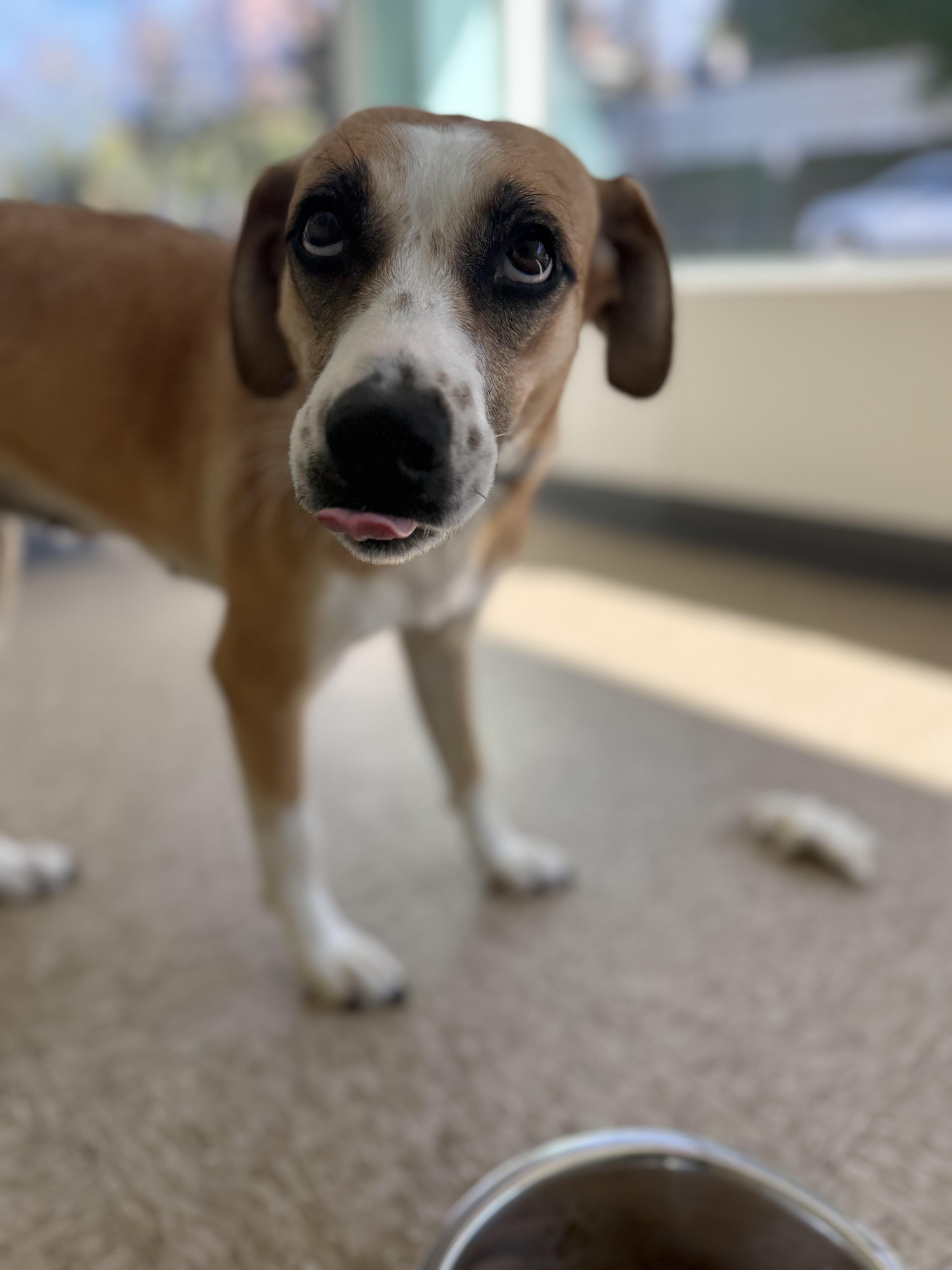 Enlarge Maddie, a Adopted mixed breed in Staten Island , NY image 3/6