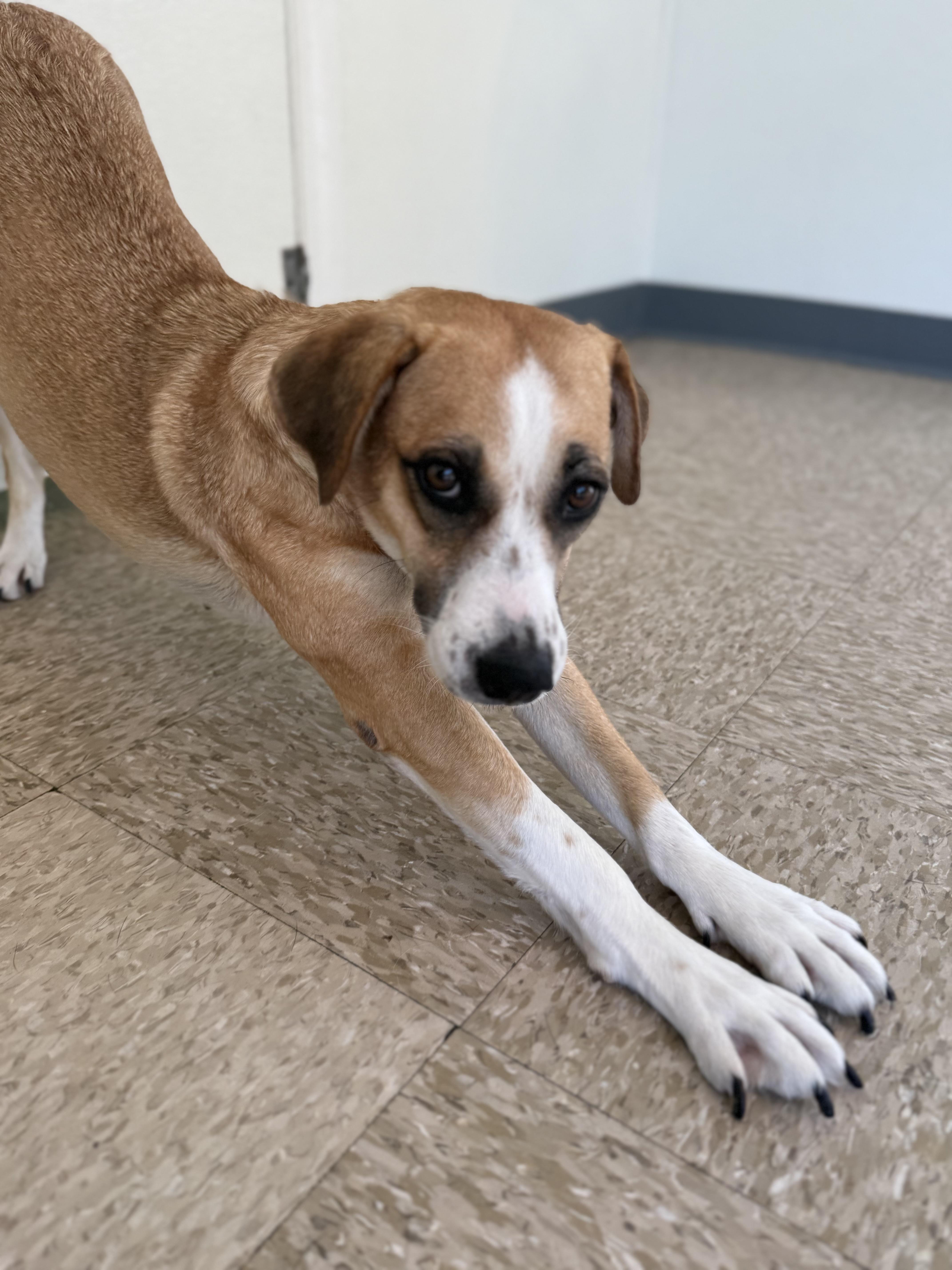 Enlarge Maddie, a Adopted mixed breed in Staten Island , NY image 4/6