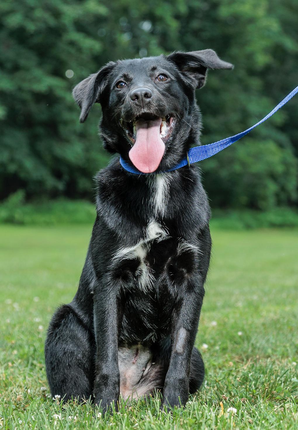 Rolly, a Adoptable mixed breed in Chester Springs, PA image 1/2