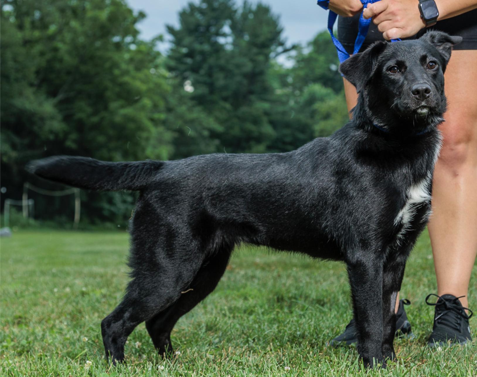Rolly, a Adoptable mixed breed in Chester Springs, PA image 2/2