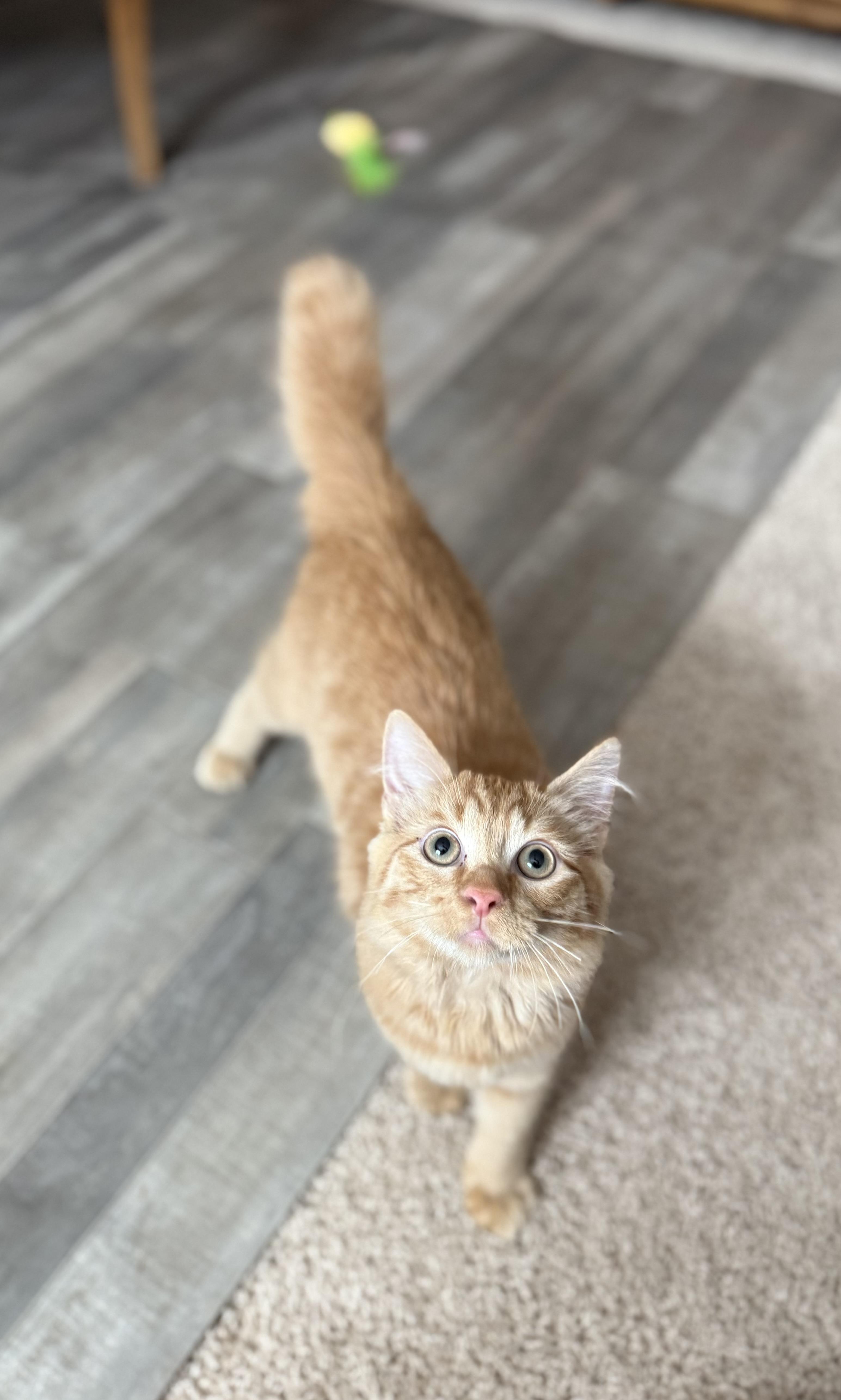 Griffin, a Adopted Domestic Medium Hair in Edmond, OK image 2/4