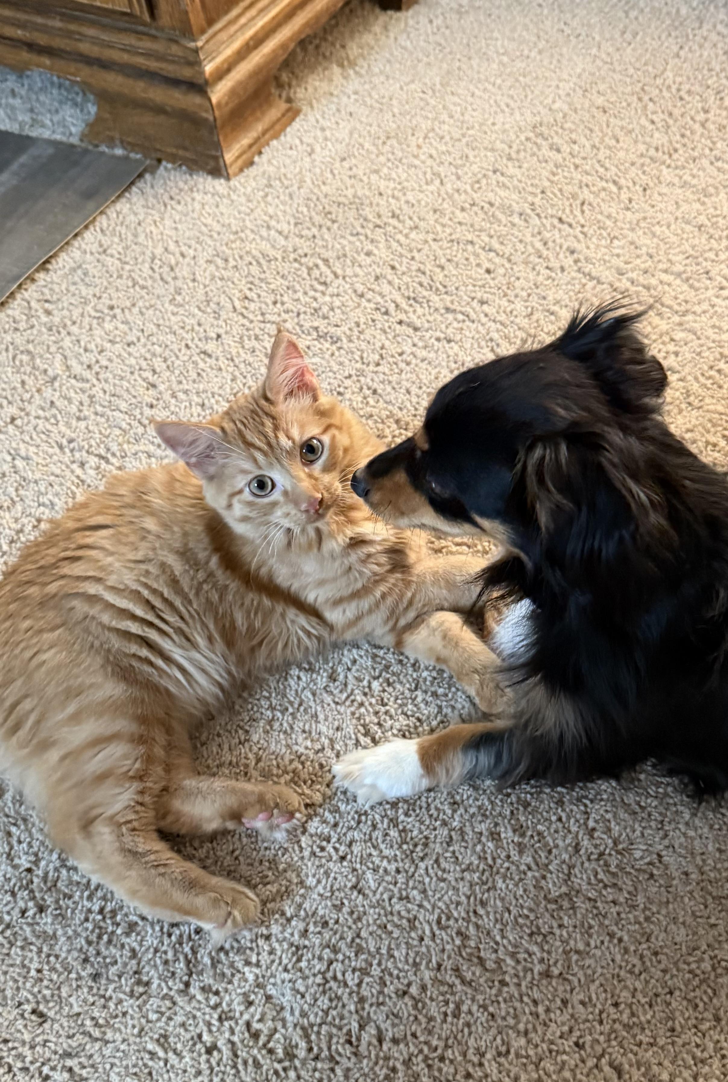 Griffin, a Adopted Domestic Medium Hair in Edmond, OK image 3/4