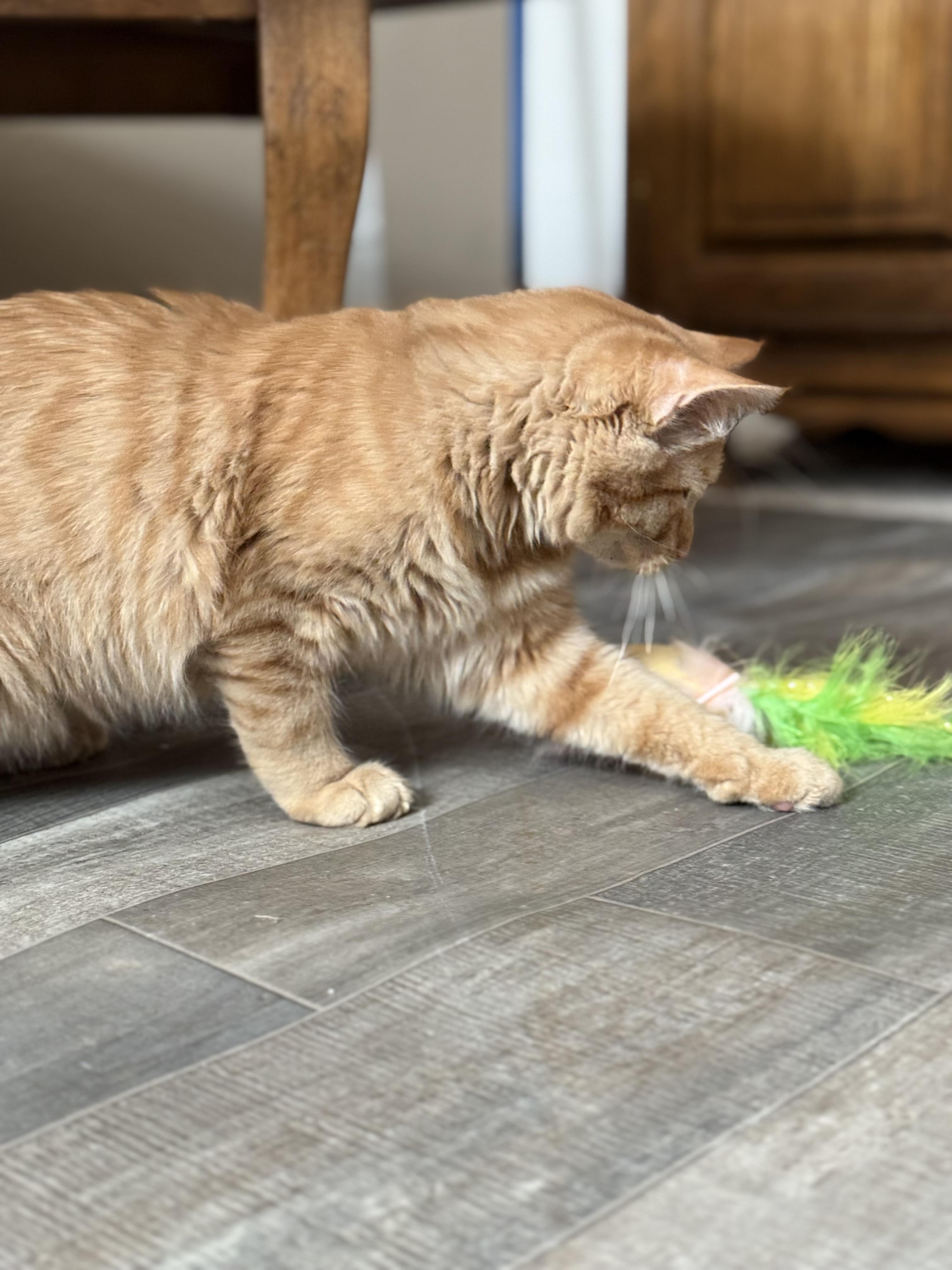 Griffin, a Adopted Domestic Medium Hair in Edmond, OK image 4/4