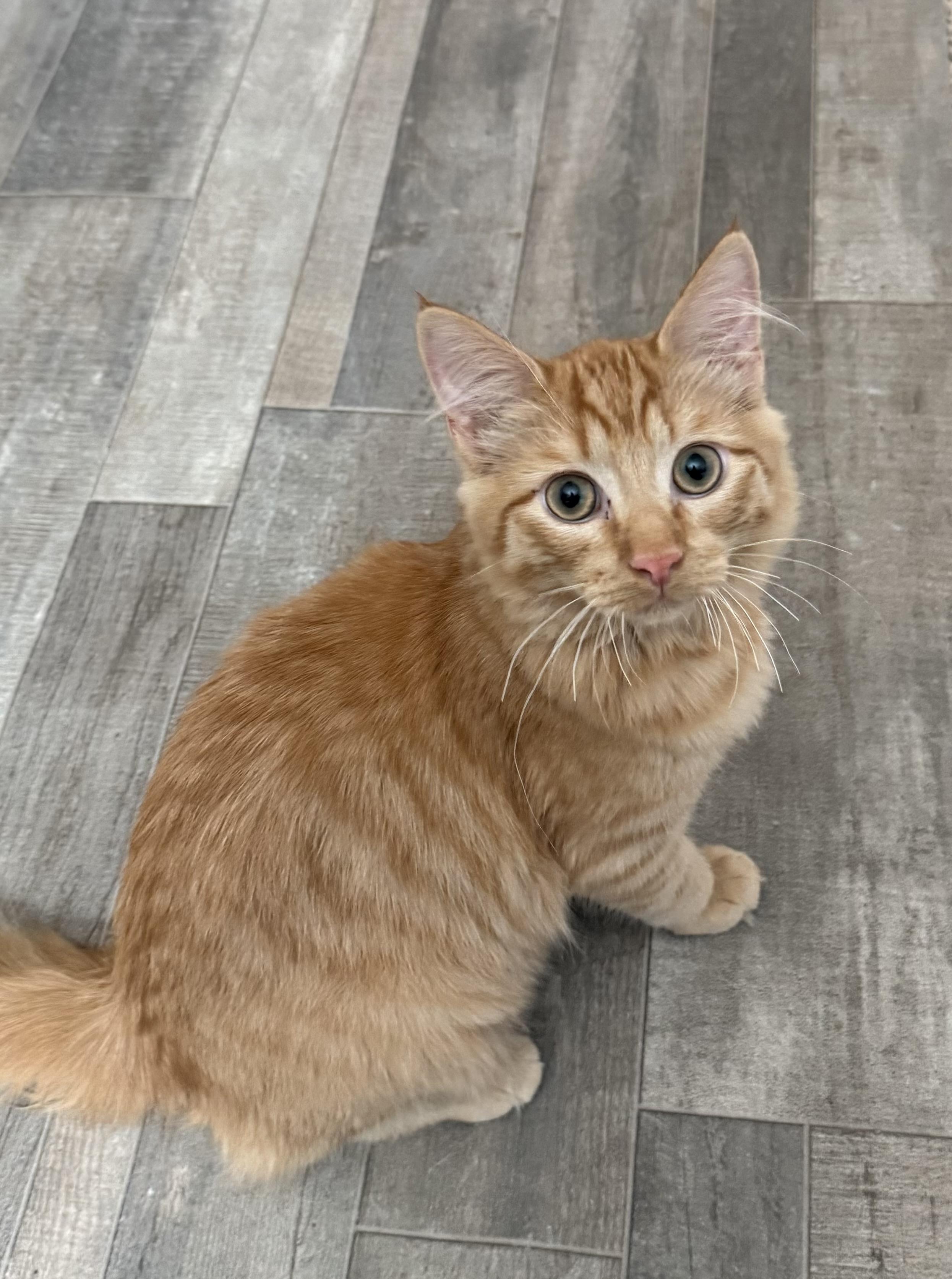 Griffin, Adopted, Young Male Domestic Medium Hair.