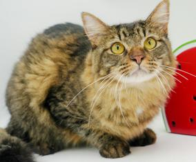 Max (BONDED with MIA) - omg 2x FLOOF lovers!  VIDEO - possible therapy duo!