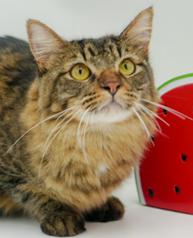 Max (BONDED with MIA) - omg 2x FLOOF lovers!  VIDEO - possible therapy duo!