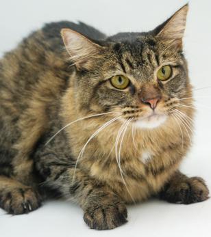 Max (BONDED with MIA) - omg 2x FLOOF lovers!  VIDEO - possible therapy duo!