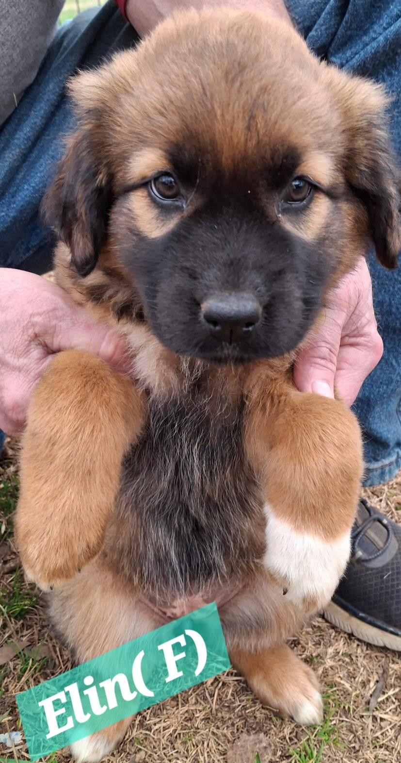 Elin, ADOPTABLE, Puppy Female German Shepherd Dog & Australian Shepherd.