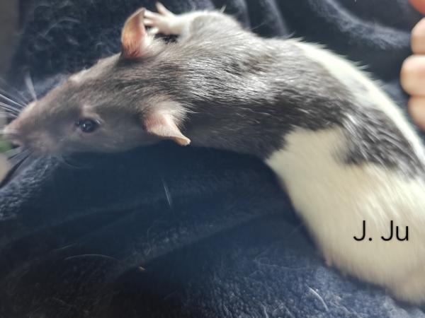 Enlarge J. Ju, a Adoptable Rat in Merrimack, NH image 1/1