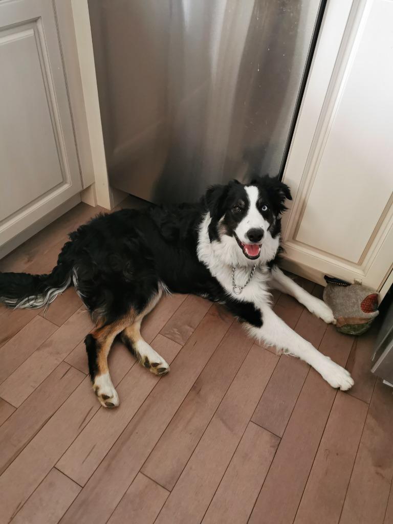 Blue, Adoptable, Adult Male Border Collie.