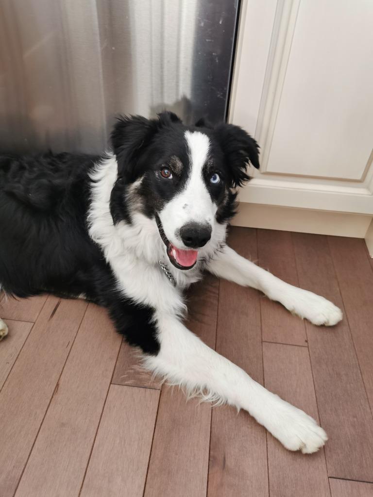 Enlarge Blue, a Adoptable Border Collie in Didsbury, AB image 2/3