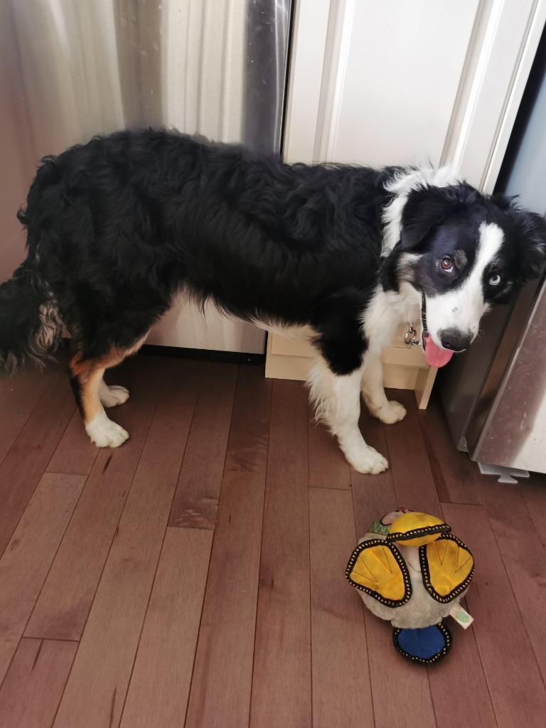 Enlarge Blue, a Adoptable Border Collie in Didsbury, AB image 3/3