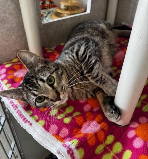 Tate, adopted, Young Male Domestic Short Hair.