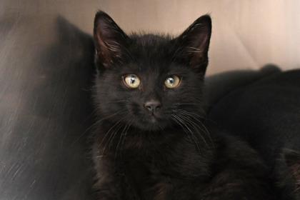 Bandit, Adoptable, Young Male Domestic Short Hair & Domestic Short Hair.