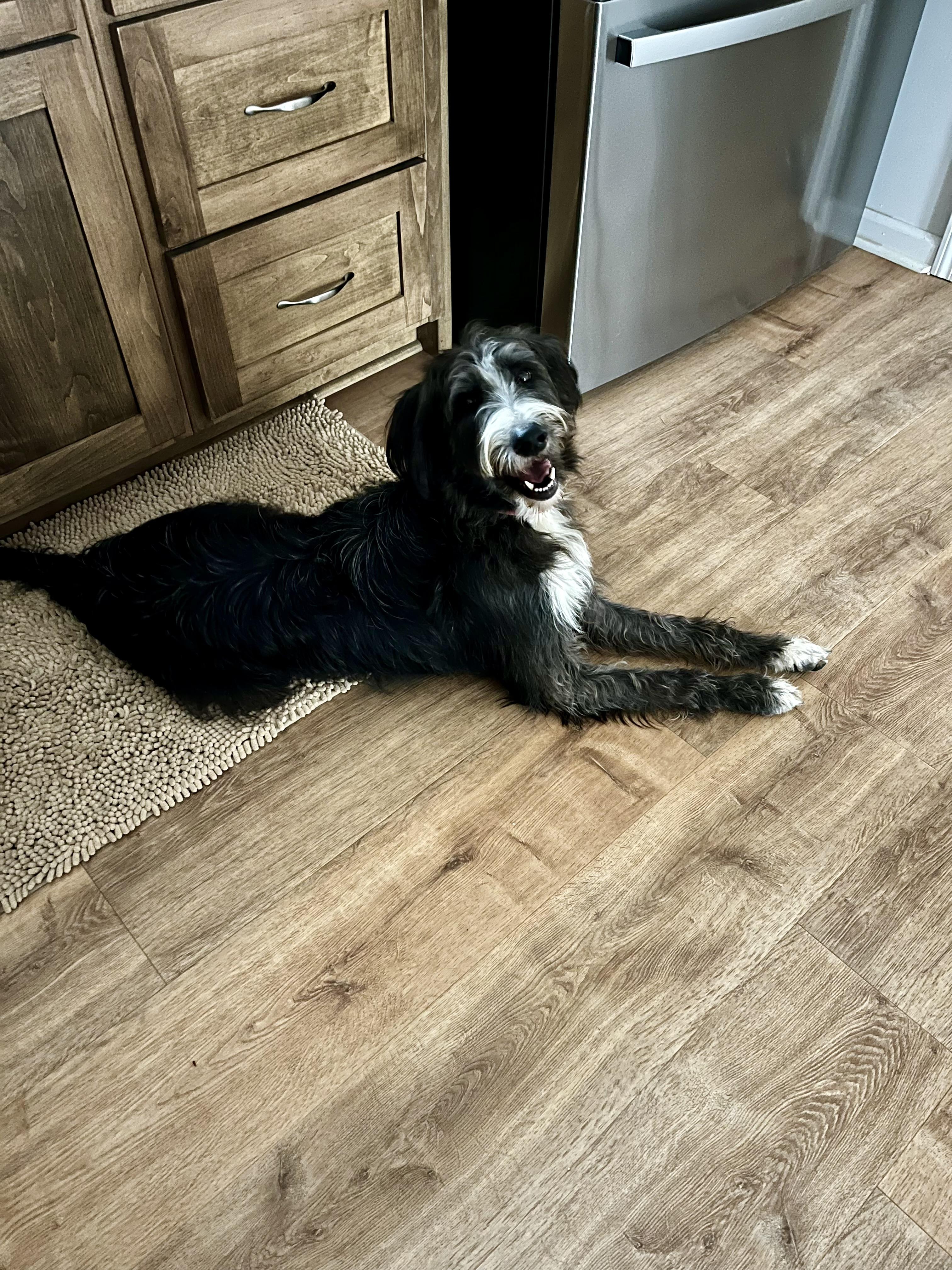 Enlarge Gus, an adopted Labradoodle in Hartwell, GA image 3/3