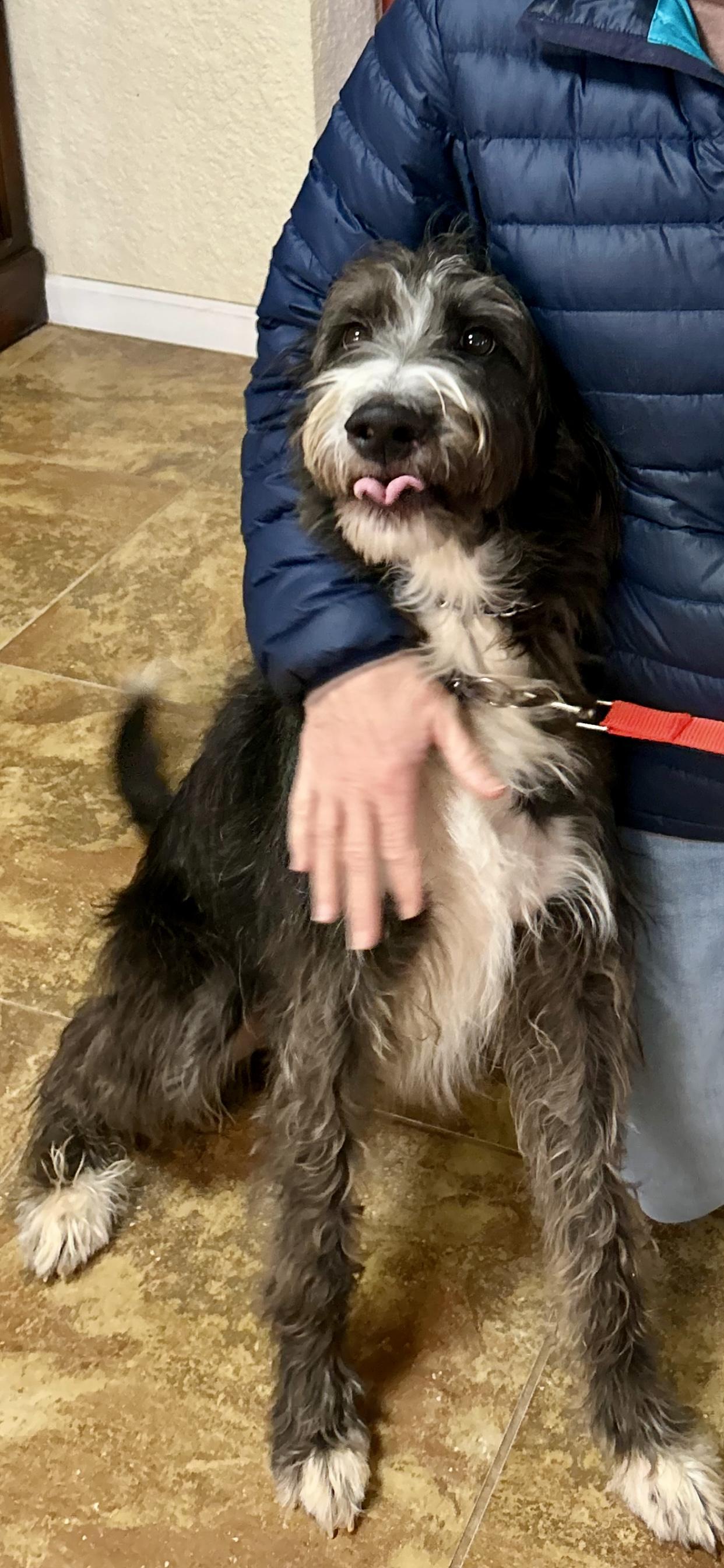 Gus, adopted, Adult Male Labradoodle.
