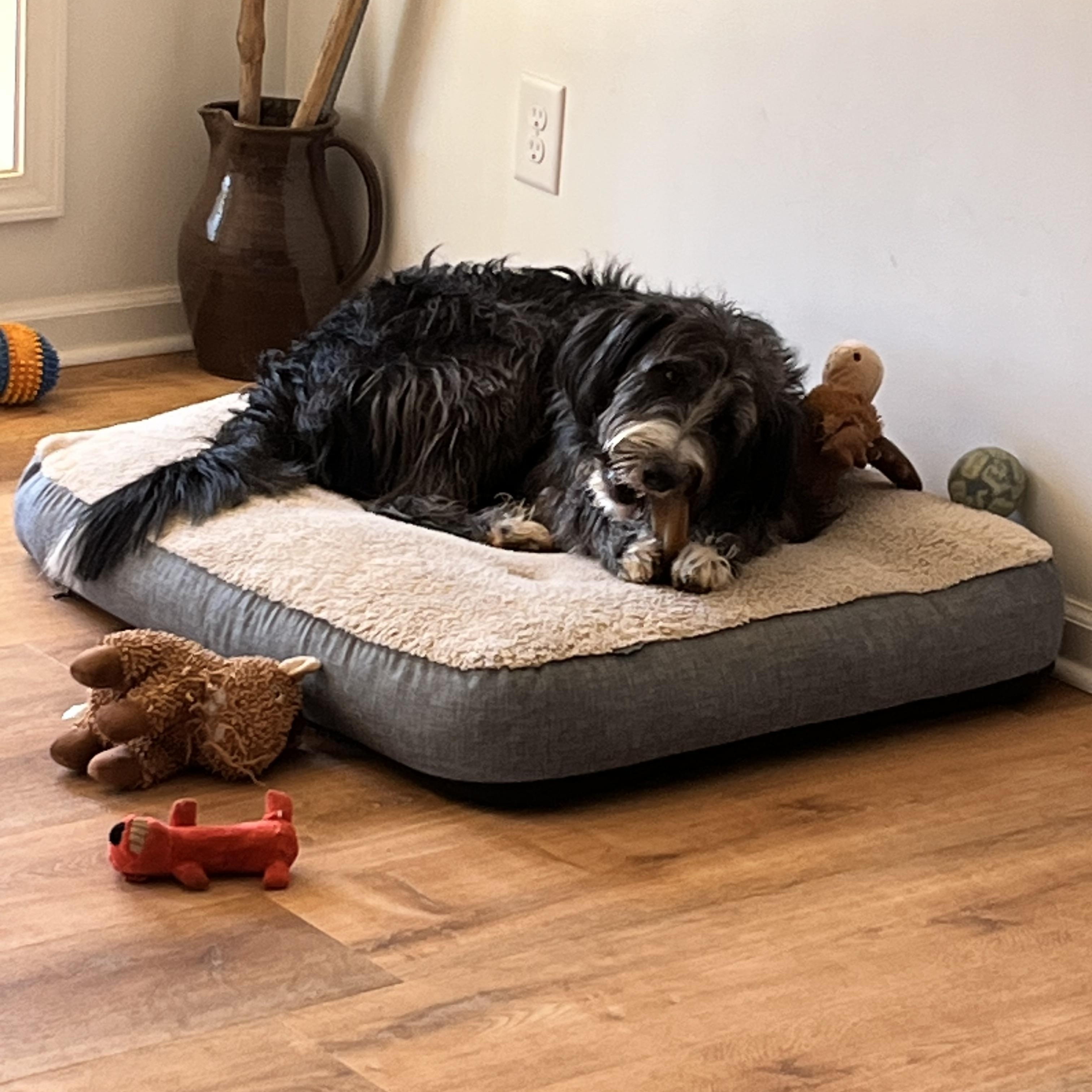 Enlarge Gus, an adopted Labradoodle in Hartwell, GA image 2/3