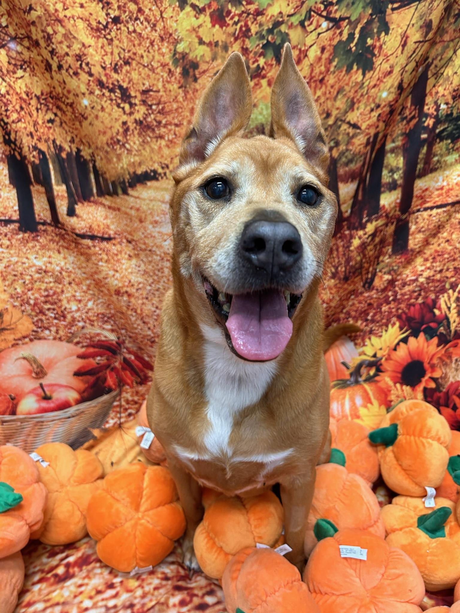 Enlarge Reba, a Adoptable mixed breed in Medford, NY image 3/6