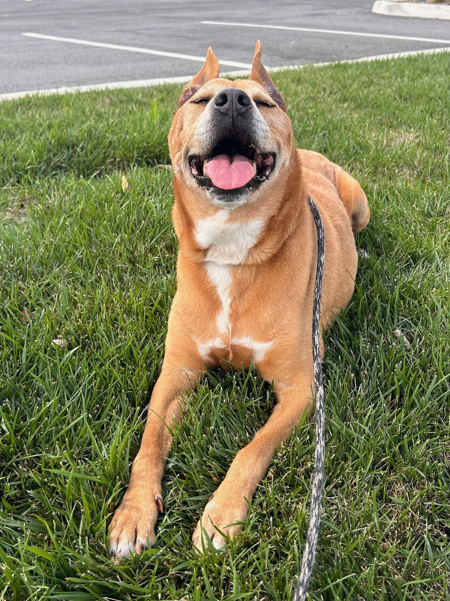 Enlarge Reba, a Adoptable mixed breed in Medford, NY image 4/6