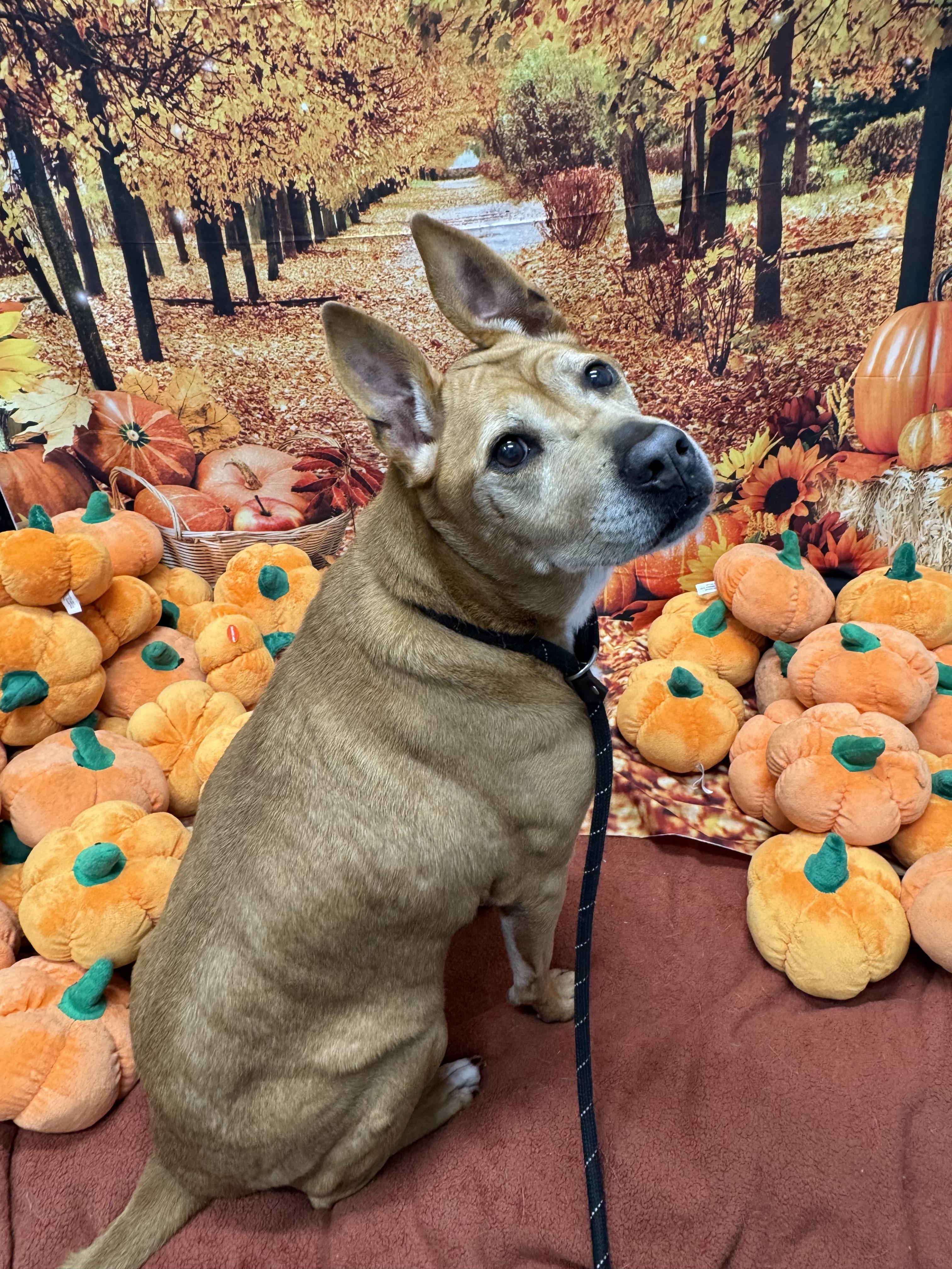 Enlarge Reba, a Adoptable mixed breed in Medford, NY image 5/6