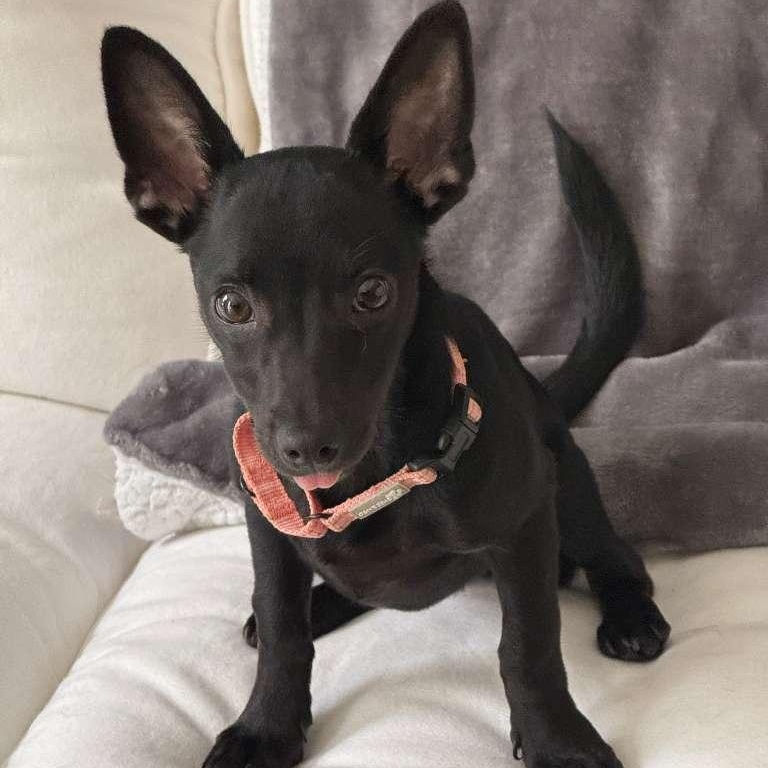 Carly, an adopted mixed breed in Yonkers, NY image 1/6