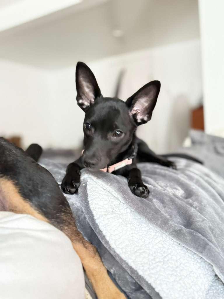 Carly, an adopted mixed breed in Yonkers, NY image 3/6